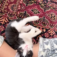 واگذاری گربه