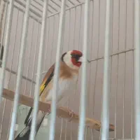 سهره نر