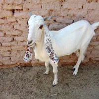 بزپاکستانی اصل