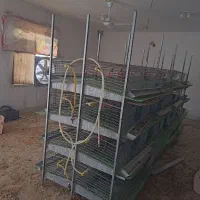 قفس بلدرچین کبگ مرغ تعداد 32 طبق یکجا 80میلیون