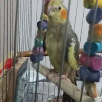 عروس هلندی نر