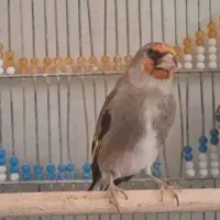 سهره کرمونی