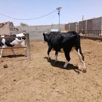 دوراس تلیسه هشت ماه ابستن