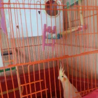 یه جفت عروس هلندی اماده لونه گرم کردن