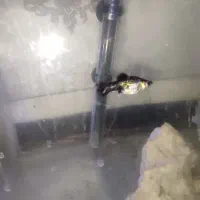 ماهی هفت رنگ و سفید