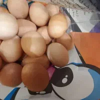 تخم مرغ محلی