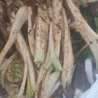 کنگر خوراکی