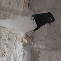 کله سیاه کلکسیونی|پرنده|مشهد, ویلاشهر|دیوار