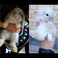 خرگوش|موش و خرگوش|زرقان, |دیوار