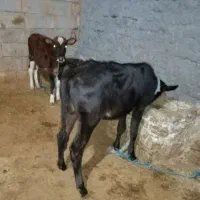 گوساله ماده