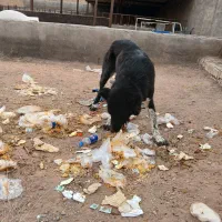 سگ نگهبان|سگ|قم, ولیعصر|دیوار