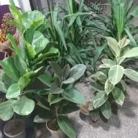 گل و گیاه|گل و گیاه طبیعی|قم, علی آباد سعدگان|دیوار