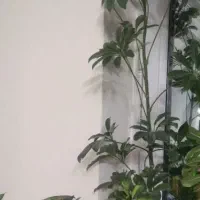 گل زبان مادر شوهر