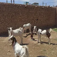 بز گلابی|حیوانات مزرعه|خوشاب, |دیوار