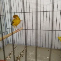 قناری|پرنده|شیراز, کوشک میدان|دیوار