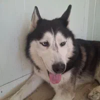 سگ هاسکی پیدا شده