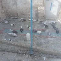 جوجه گرویی پرشی|پرنده|قنوات, |دیوار