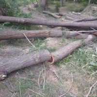 خرید انواع چوب درخت