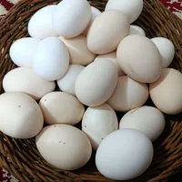 تخم مرغ محلی