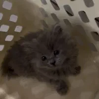 گربه بریتیش|گربه|قزوین, |دیوار