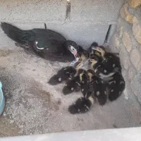 اردک مسکویی،سیکا باجوجه