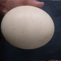 فروش تخم شتر مرغ خوراکی