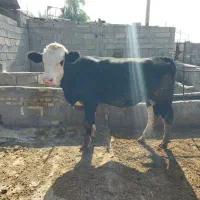 گوساله نر سمینتال سوپر جنس