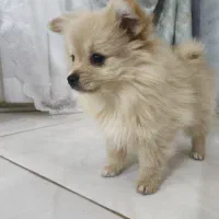 توله پامر دوسر خرسی|سگ|مشهد, انصار|دیوار