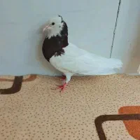 طوقی|پرنده|نیشابور, پاستور|دیوار