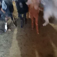 بزوبزغاله|حیوانات مزرعه|انگوت, |دیوار