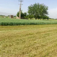 زمین کشاورزی بارانی|اجارهٔ دفتر صنعتی، کشاورزی، تجاری|پیر سلیمان, |دیوار