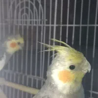 طوطی عروس نر|پرنده|تاکستان, |دیوار