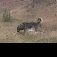 سگ گله