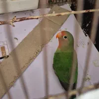 طوطی برزیلی