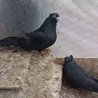 کبوتر اوچان