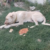 سگ سرابی گمشده