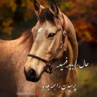 معاوضه اسب با جیپ یا تریل