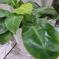 باغچه-80-متر-و-100-متر-باغچه