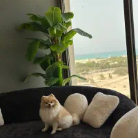 درخت موز مصنوعی آکو هوم
