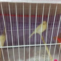 قناری نر موزاییکی بالغ و جوجه جمع کن|پرنده|چناران, |دیوار