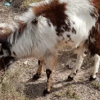 فروش فاچن سه ساله