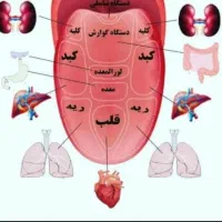 سونوگرافی رایگان
