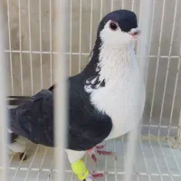 کفتر ساده فروش فوری