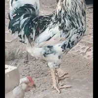 مرغ و خروس گلین|حیوانات مزرعه|اهواز, کوی ابوالفضل|دیوار