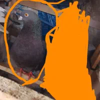 کفتر نرو ماده