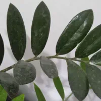 زاموفیلیا|گل و گیاه طبیعی|سبزوار, قدس|دیوار