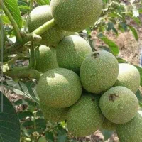 فروش نهال گردو پیوندی|خدمات باغبانی و درختکاری|نقده, |دیوار