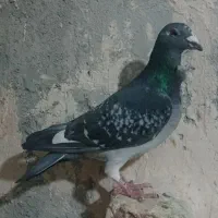 یک جفت سینه فر