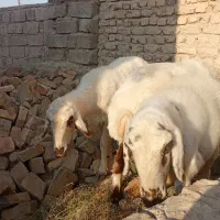 گوسفند|حیوانات مزرعه|زهک, |دیوار