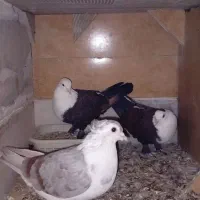 کبوتر|پرنده|گنبد کاووس, |دیوار